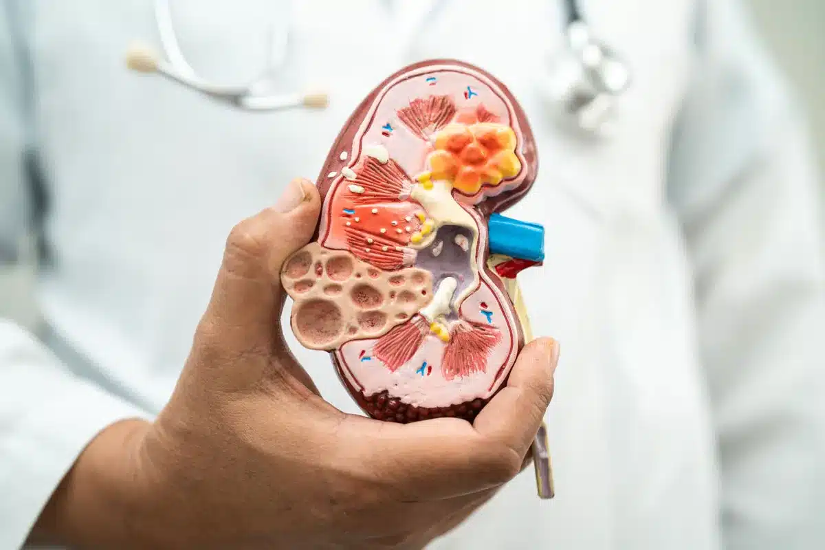 Kidney Care Practices for Better Body Filtration